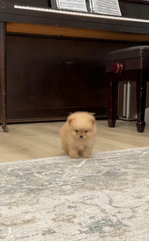 Jett – Pomeranian puppy for sale in Sacramento, CA