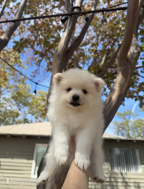 Jane  – Pomeranian puppy for sale in Sacramento, CA