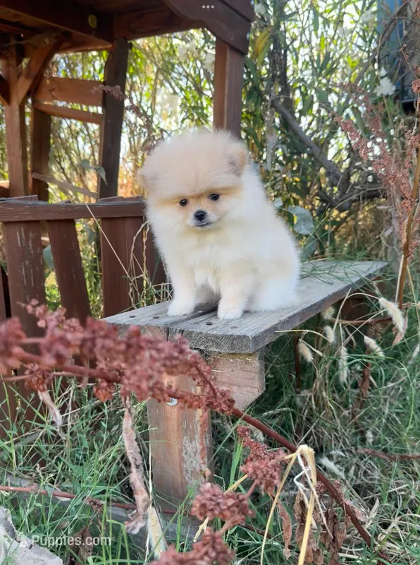 Amir – Pomeranian puppy for sale in Sacramento, CA