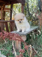 Amir, a male Pomeranian for sale in Sacramento, CA – 1 of 6