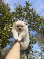 Leo, a male Pomeranian for sale in Sacramento, CA – 2 of 3
