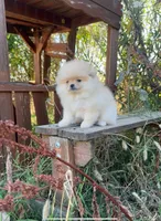 Amir, a male Pomeranian for sale in Sacramento, CA – 5 of 6