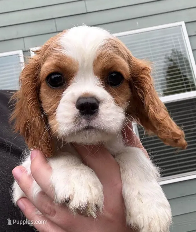 Jack – Cavalier King Charles Spaniel puppy for sale in Sacramento, CA
