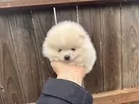 Jane, a female Pomeranian for sale in Sacramento, CA – Photo 2 of 5