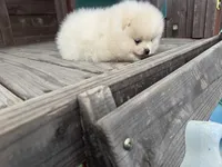 Jane, a female Pomeranian for sale in Sacramento, CA – Photo 3 of 5