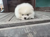 Jane, a female Pomeranian for sale in Sacramento, CA – Photo 4 of 5