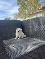 Jane , a female Pomeranian for sale in Sacramento, CA – 4 of 5