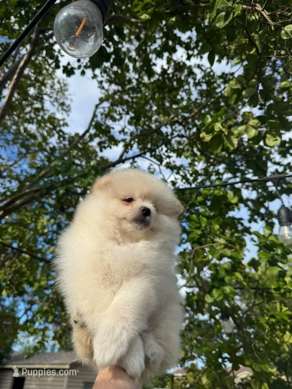 Sandy – Pomeranian puppy for sale in Sacramento, CA