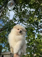 Sandy, a male Pomeranian for sale in Sacramento, CA – 1 of 3