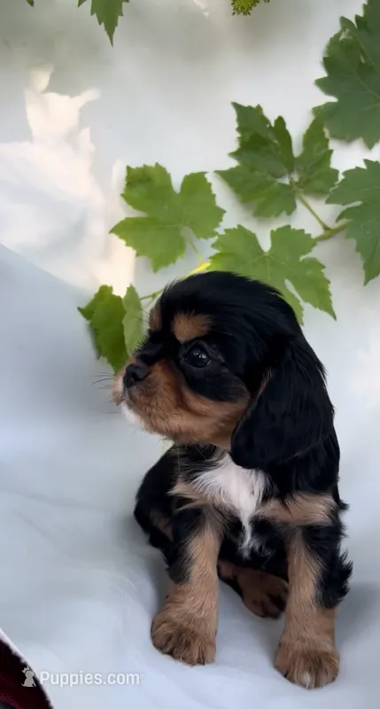 Rocky – Cavalier King Charles Spaniel puppy for sale in Sacramento, CA