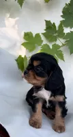 Rocky, a male Cavalier King Charles Spaniel for sale in Sacramento, CA – 1 of 6