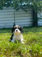 Ivy, a female Cavalier King Charles Spaniel for sale in Sacramento, CA – 5 of 9