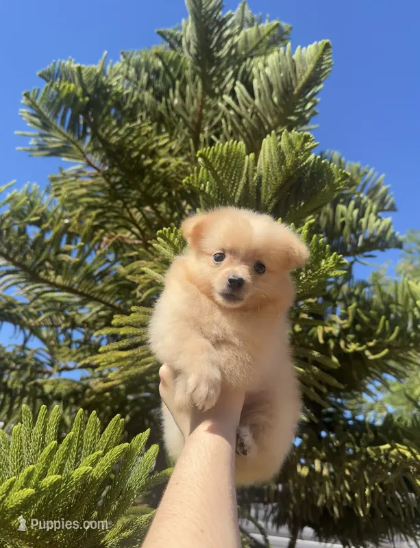 Olivia🩷🌿 – Pomeranian puppy for sale in Sacramento, CA