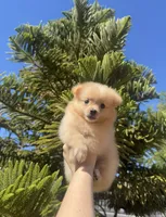Olivia🩷🌿, a female Pomeranian for sale in Sacramento, CA – 1 of 5