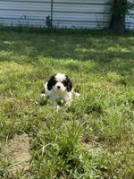 Leo, a male Cavalier King Charles Spaniel for sale in Sacramento, CA – 4 of 7