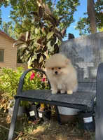 Amir, a male Pomeranian for sale in Sacramento, CA – 4 of 6