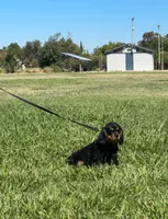 Rocky, a male Cavalier King Charles Spaniel for sale in Sacramento, CA – 6 of 6
