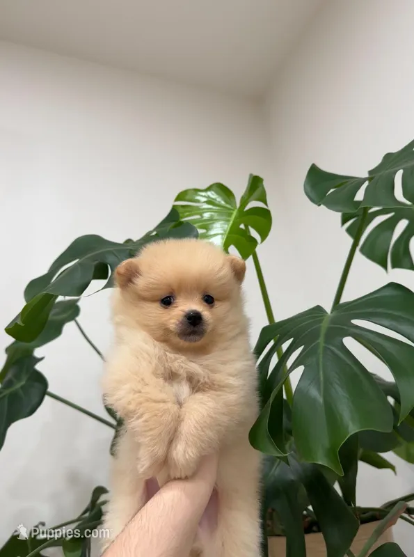 River, a male Pomeranian for sale in Sacramento, CA – Photo 1 of 6