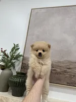 River, a male Pomeranian for sale in Sacramento, CA – Photo 4 of 6