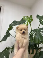 River, a male Pomeranian for sale in Sacramento, CA – Photo 5 of 6