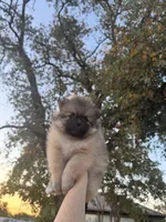 Cookie, a male Pomeranian for sale in Sacramento, CA – 3 of 4