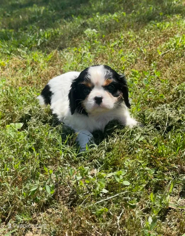 Lessie – Cavalier King Charles Spaniel puppy for sale in Sacramento, CA