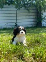 Ivy, a female Cavalier King Charles Spaniel for sale in Sacramento, CA – 7 of 9
