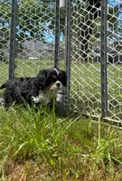 Archie , a male Cavalier King Charles Spaniel for sale in Sacramento, CA – Photo 1 of 5