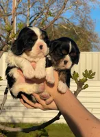 Archie , a male Cavalier King Charles Spaniel for sale in Sacramento, CA – Photo 4 of 5