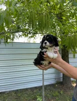 Archie , a male Cavalier King Charles Spaniel for sale in Sacramento, CA – Photo 2 of 5