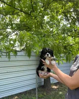 Archie , a male Cavalier King Charles Spaniel for sale in Sacramento, CA – Photo 3 of 5