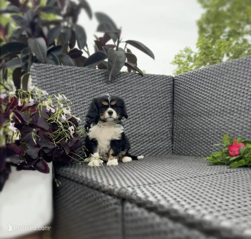 Archie  – Cavalier King Charles Spaniel puppy for sale in Sacramento, CA