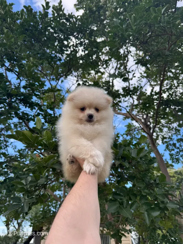 Sandy – Pomeranian puppy for sale in Sacramento, CA