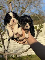 Archie, a male Cavalier King Charles Spaniel for sale in Sacramento, CA – Photo 3 of 9