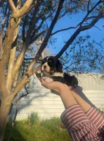Archie, a male Cavalier King Charles Spaniel for sale in Sacramento, CA – Photo 8 of 9