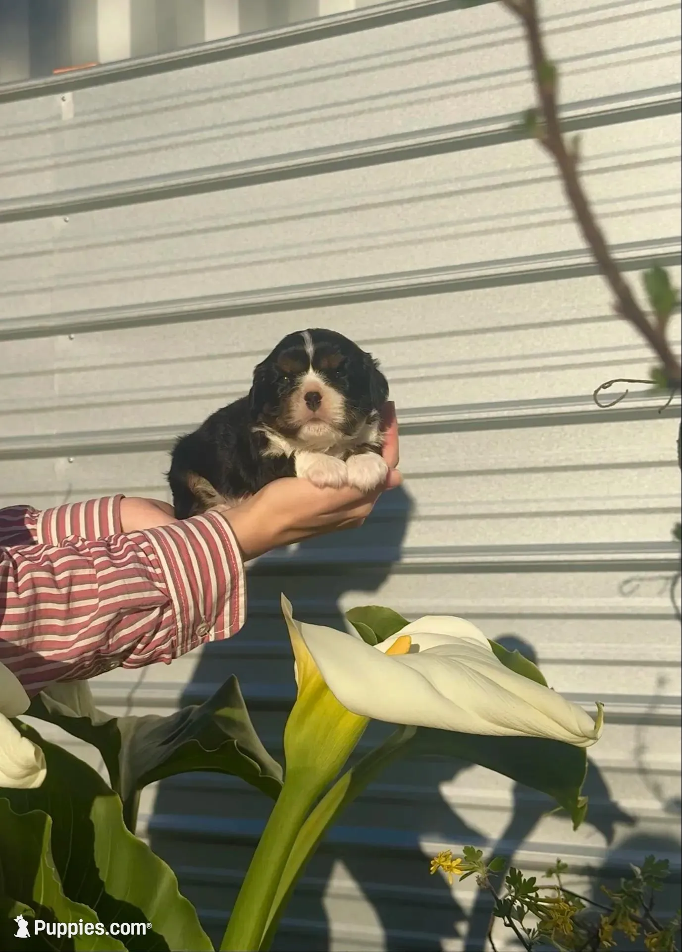 Archie – Cavalier King Charles Spaniel puppy for sale in Sacramento, CA