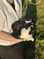 Archie, a male Cavalier King Charles Spaniel for sale in Sacramento, CA – Photo 9 of 9