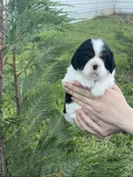 Sky Atlas, a male Cavalier King Charles Spaniel for sale in Sacramento, CA – Photo 10 of 10