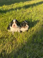 Sky Atlas, a male Cavalier King Charles Spaniel for sale in Sacramento, CA – Photo 9 of 10