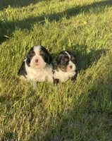 Archie, a male Cavalier King Charles Spaniel for sale in Sacramento, CA – Photo 2 of 9