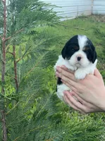 Sky Atlas, a male Cavalier King Charles Spaniel for sale in Sacramento, CA – Photo 1 of 10
