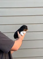 Sammy, a male Cavalier King Charles Spaniel for sale in Sacramento, CA – 3 of 4