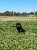 Ollie, a male Cavalier King Charles Spaniel for sale in Sacramento, CA – 4 of 5