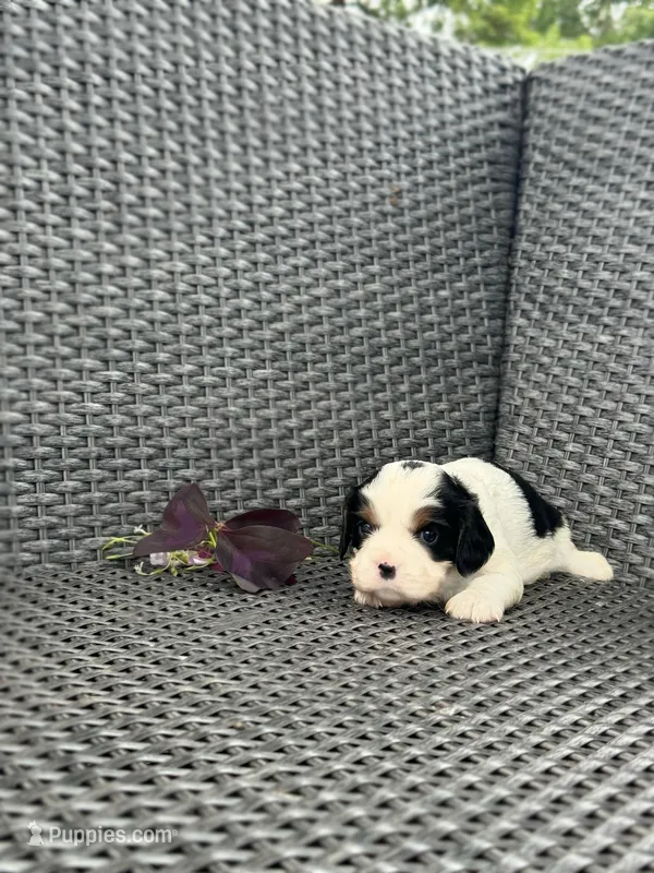 Ollie, a male Cavalier King Charles Spaniel for sale in Sacramento, CA – Photo 1 of 2