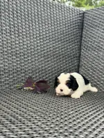 Ollie, a male Cavalier King Charles Spaniel for sale in Sacramento, CA – Photo 1 of 2