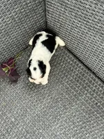 Ollie, a male Cavalier King Charles Spaniel for sale in Sacramento, CA – Photo 2 of 2