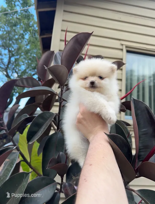 Jane – Pomeranian puppy for sale in Sacramento, CA