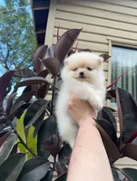 Jane, a female Pomeranian for sale in Sacramento, CA – 2 of 3