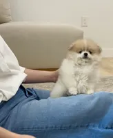 Romeo 🌿🏛️, a male Pomeranian for sale in Sacramento, CA – 7 of 8