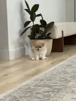 Romeo 🌿🏛️, a male Pomeranian for sale in Sacramento, CA – 8 of 8